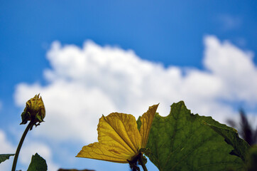 Obraz premium Autumn leaves, flowers, and a bud of sweet gourd against a blue cloudy sky. A beautiful natural background.