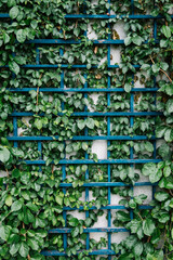 wall with ivy