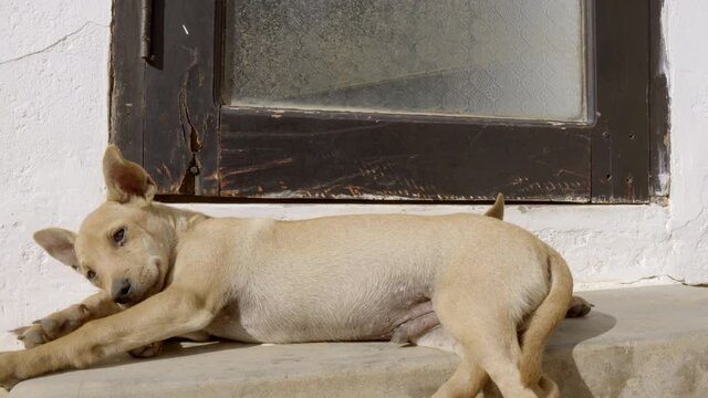 Tired Mongrel Puppy With Distemper Virus Walking and Sleeping On Another Puppy