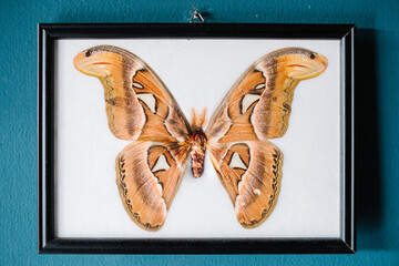Butterfly Frame on Wall