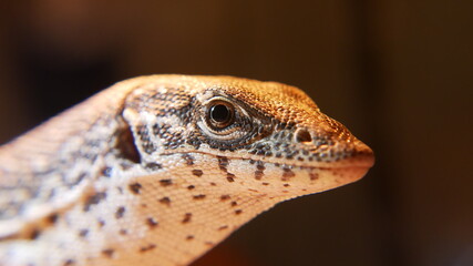 bearded dragon lizard