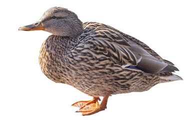 standing isolated mallard duck