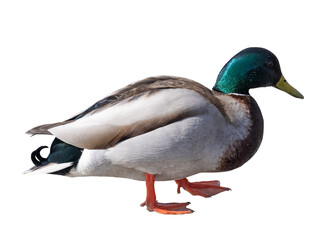 green head one drake isolated on white