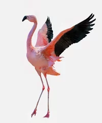  fine red large flamingo with spread wings © Alexander Potapov