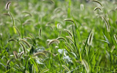 Fototapeta na wymiar Close-up of lush dog's tail grass in autumn