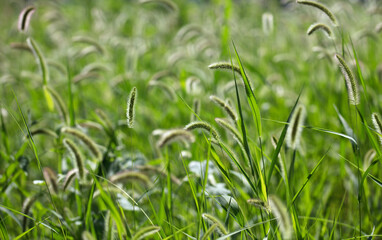 Obraz premium Close-up of lush dog's tail grass in autumn