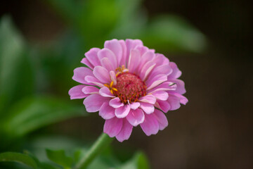 close up of a pink flower