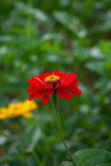 red and yellow flower