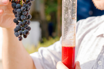 the winemaker holds in his hand and examines a bunch of grapes and a test tube with freshly squeezed grape juice for analysis