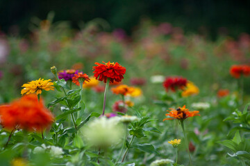 field of flowers