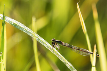 Agrion.