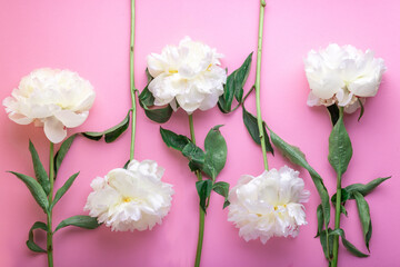 five beautiful white peonies lie on a pink background