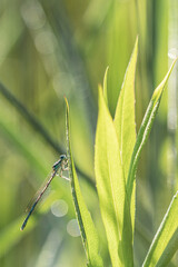 Agrion.