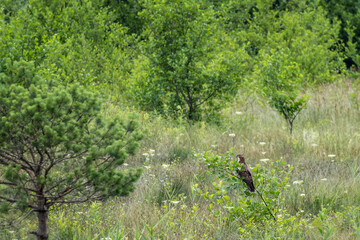 buse variable