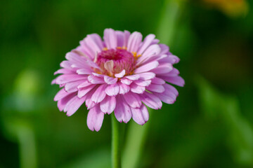 Obraz premium pink flower