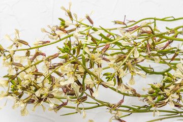 Beautiful herbs Rucola, Eruca vesicaria flowers 