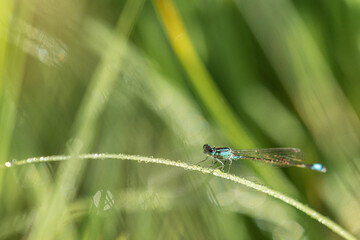 Agrion.