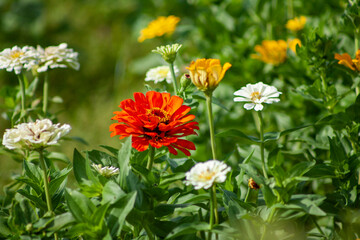 red and yellow flowers in the garden