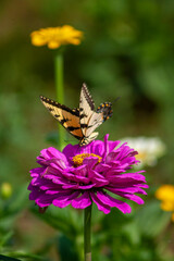 butterfly on flower