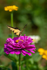 butterfly on flower