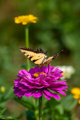 butterfly on flower