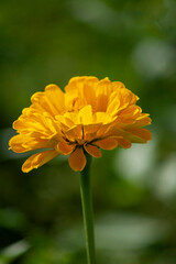 orange flower