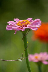 Fototapeta premium Pink flower 
