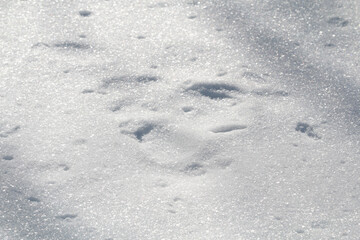 Winter snow. Snow texture Top view of the snow. Texture for design. Snowy white texture. Snowflakes.