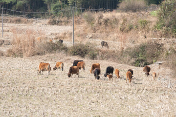 The grass on the grassland is yellow and a herd of cattle are eating grass