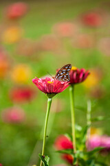 butterfly on flower