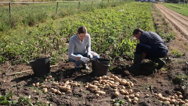 Satisfied husband and wife harvest potatoes in the field on sunny day