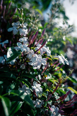 flowers in a garden