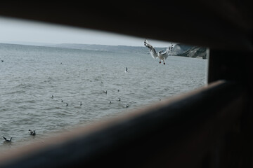 birds in the sea