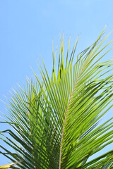 palm tree leaves