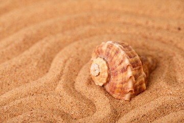 Starfish and shells on a sand beach