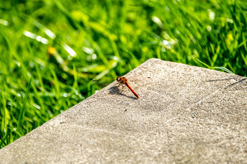 Close up of Common Darter dragonfly - sympetrum striolatum - in County Donegal - Ireland.