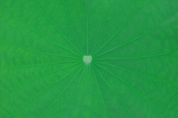 top view green lotus leaf background