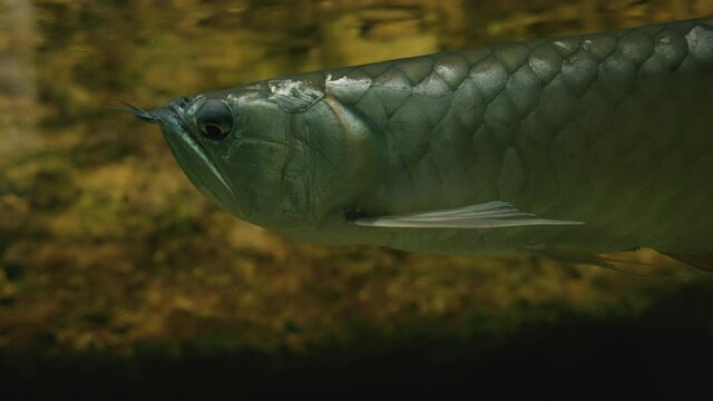 Asian Arowana Swimming Peacefully Underwater In Uminomori Aquarium In Sendai, Japan. - Closeup Shot