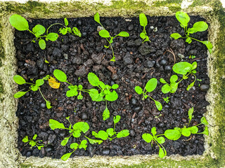 Green vegetables are grown using compost soil planted in white polystyrene containers.