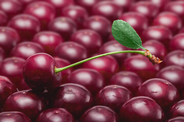 Background of ripe cherry berries fresh harvest close-up