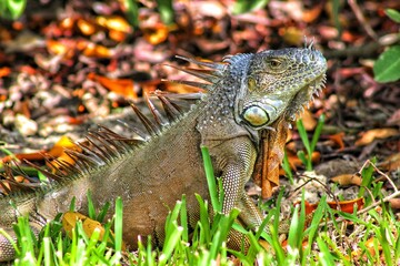 Iguana 