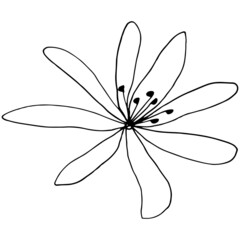 Vector image of a Clematis flower. Black outline. Hand-drawn. Design of posters, postcards, invitations, design of weddings, holidays, decor.