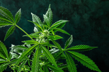 Naklejka na ściany i meble Marijuana plant on a dark background. Cannabis with vibrant green leaves and white stigmas, with a place for text or logo