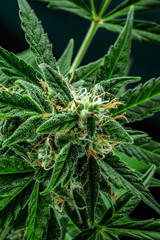 Fototapeta premium Cannabis plant close-up. Marijuana flowers with yellow stigmas and green leaves. Growing cannabis for medical purposes