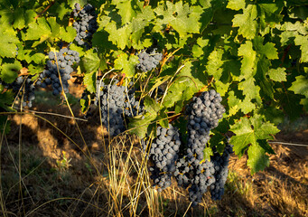 Close up of red merlot grapes in vineyard. Medoc, Gironde, Aquitaine. France