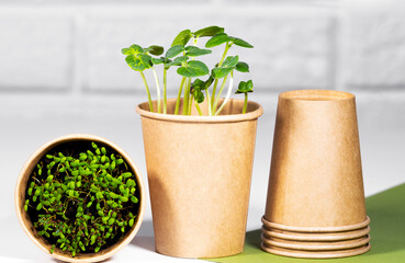 Micro green Plants in paper eco cup. Young green sprouts growing. Healthy eating concept. Light brick background. Copyspace, Eco Friendly Theme
