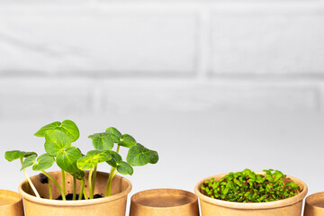 Paper eco cup with fresh green micro greens salad lined up. Different herb and vegetables growing. Copyspace, Food Background, Seedling