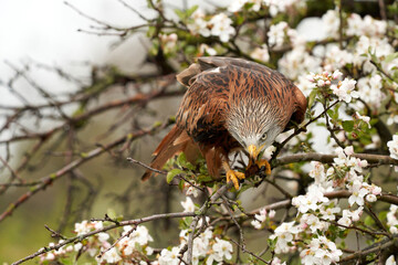 Red kite, sits on a fruit tree with white blossom. A lake in the background. Bird of prey looks dangerous and angry