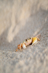 Sand Crab