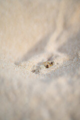 Sand Crab buried